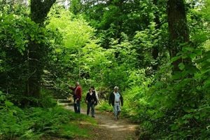 people walking in the woodlands at Wheal Martyn